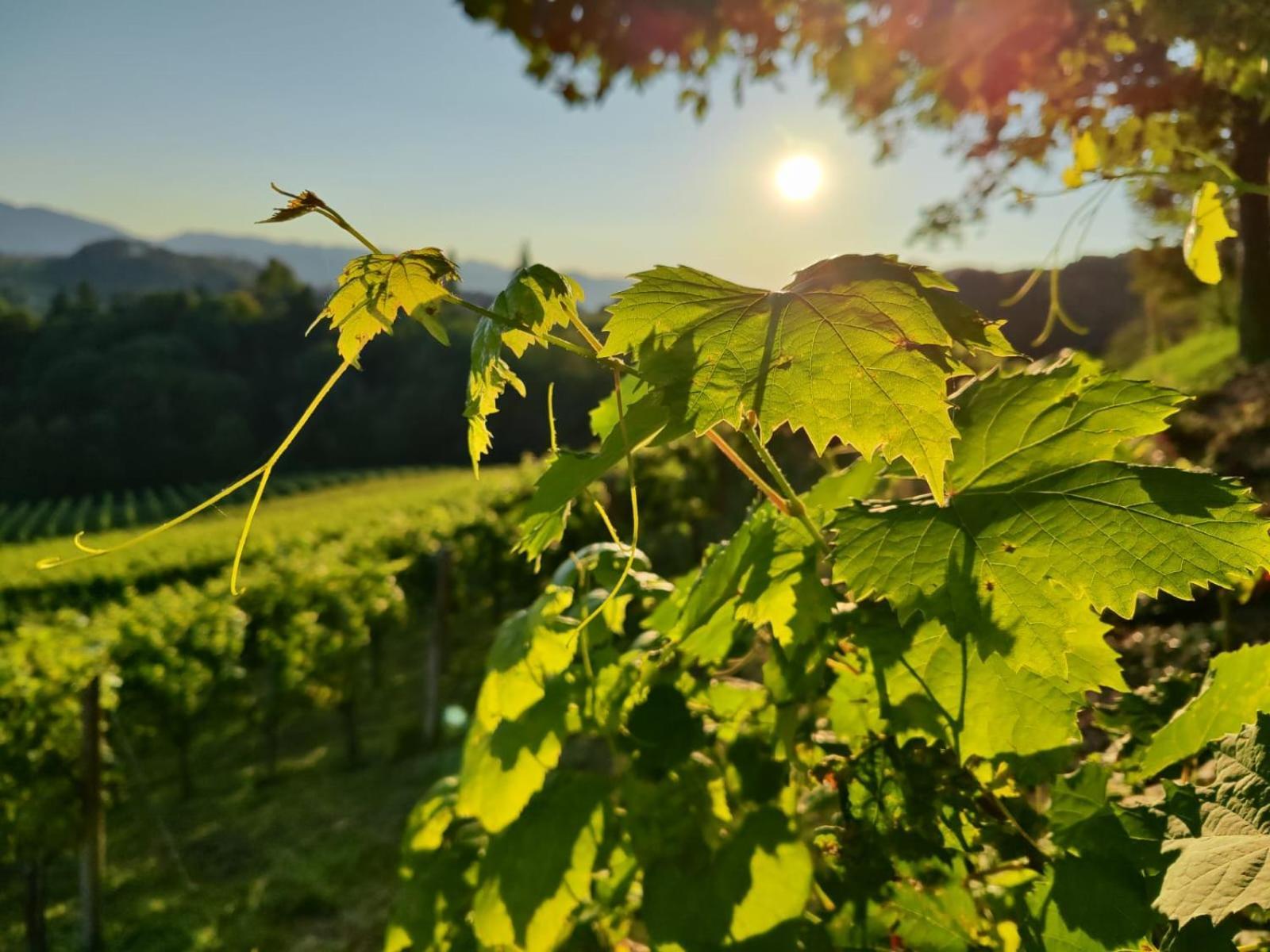 Weingut Fellner Bed & Breakfast Leutschach Exterior photo
