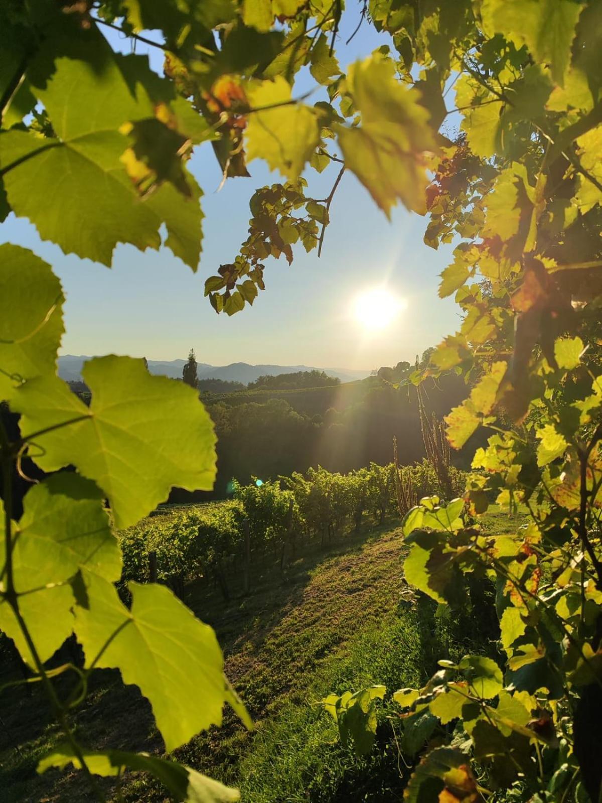 Weingut Fellner Bed & Breakfast Leutschach Exterior photo